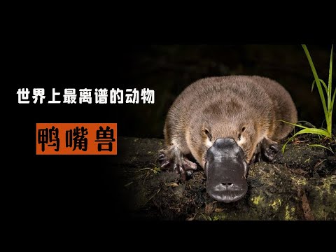 鴨嘴獸有多奇葩？卵生孵化再哺乳，它比你想得更離譜 - YouTube