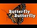 Butterfly Life Cycle and Ecology
