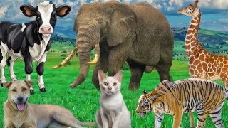 Wild Animal Sounds: Rhinoceros, Cow, Pig, Squirrel, Bulldog, Horse, Camel -Animal Funny Sound