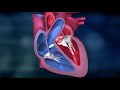 Functions and Anatomy of the Heart