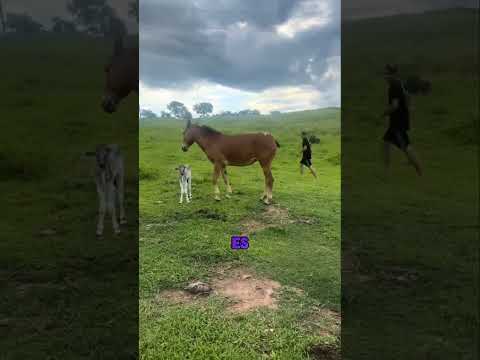 ¡Mula roba un becerro!