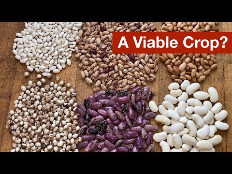 Are Dried Beans a Viable Crop?