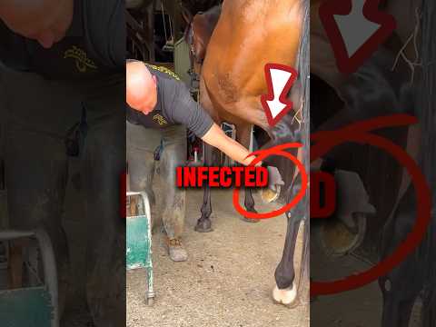 This Horse NEEDED A Shoe Change ? #Shorts