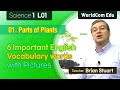 Plant Structure and Functions