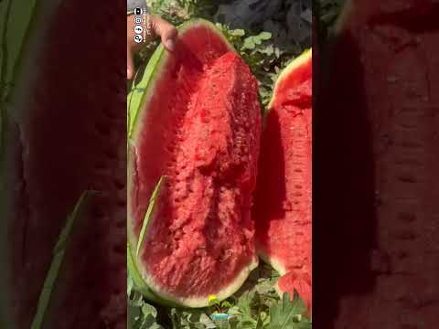 أجمل واطيب فاكهة 🍉 البطيخ الأحمر الطازج 🍉