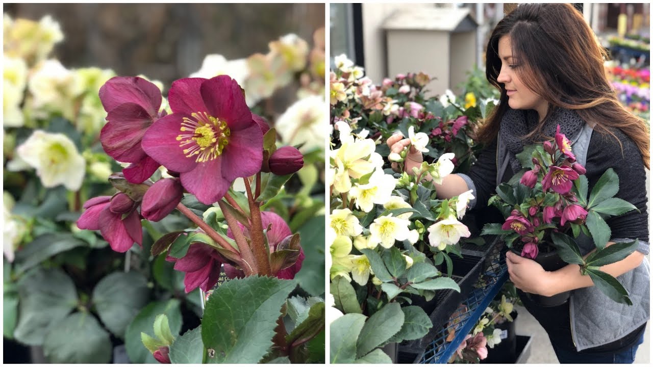 Planting Hellebores #67