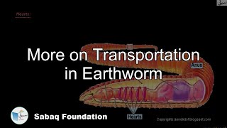 More on Transportation in Earthworm