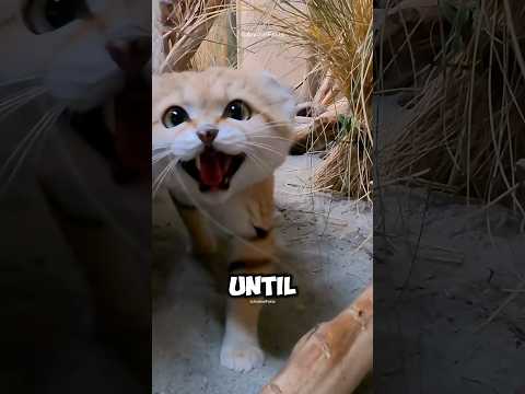 The Cute But Ferocious Sand Cat 🌵 #shorts