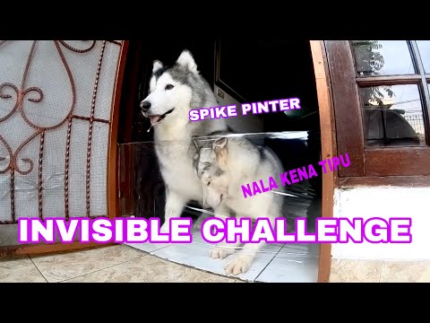 SPIKE & NALA INVISIBLE CHALLENGE - VLOG