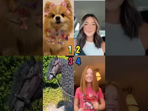 Choose your best hairstyle 💇‍♀️😍 #dog #pomeranian #shorts