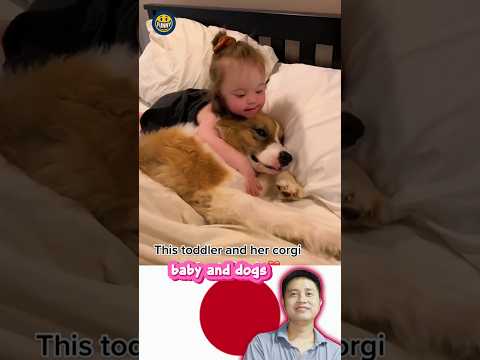 dogs and baby 🤩🤩 #かわいいワンちゃん #love #dog #元気になる動画 #baby #funny #大型犬のいる生活 #cute #pets #fyp #foryou