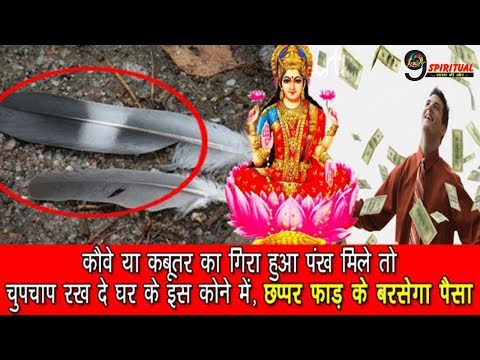 चुपचाप गिरे हुए कबूतर या कौवे के पंख को रख दें इस जगह, फिर होगी छप्पड़ फाड़ कमाई…| Pankh
