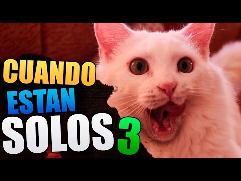 QUÉ HACEN LOS GATOS CUANDO ESTÁN SOLOS 3