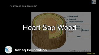Heart Sap Wood