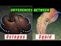 ビデオチュートリアルクイズ