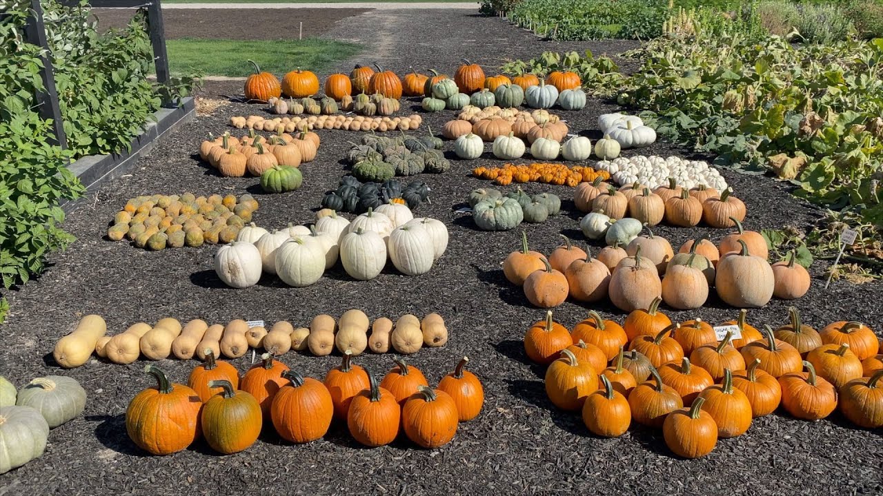 Pumpkin & Squash Harvest!