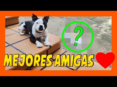 ❤️ LA MEJOR AMIGA de FANTA 😱 | DOS ADIESTRAMIENTO 🐾