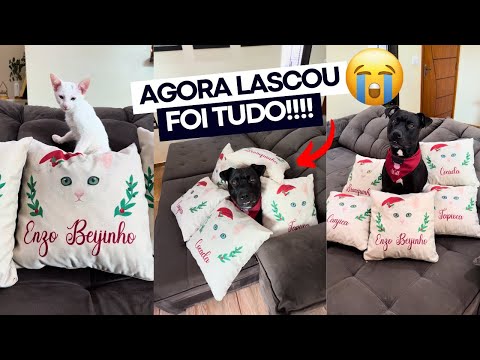 OS BRANQUELOS INVADIRAM MEU SOFÁ 😩 almofadas dos inquilinos 🙄