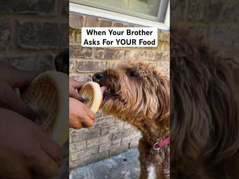 Dog Licks Brother’s Food?! ?