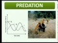 Predator-Prey Dynamics and Interactions