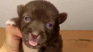 A Newborn Puppy Covered in Insect Eggs Was Left to Die—But She Gave Him a Chance at Life!