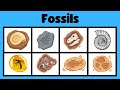 Fossils and Their Types