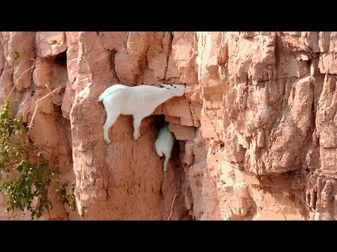 شاهد كيف تتحدى الماعز الجاذبية وتتسلق اعلى الجبال !!