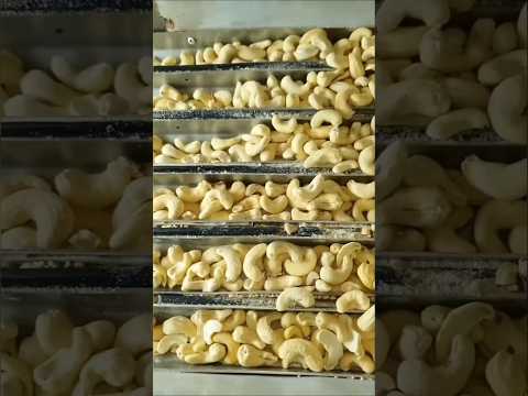 Dry Kaju ( Cashew ) Making In Factory 😰