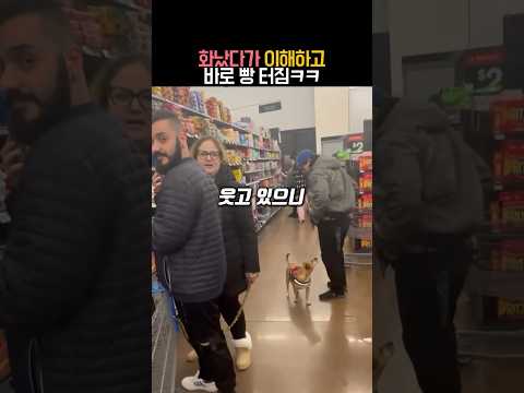 화났다가 이해하고 바로 빵 터짐 #유머 #동물 #강아지