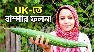 সিক্রেটঃ শীতের দেশেও চিচিঙ্গা চাষ সম্ভব? 🌱 Snake Gourd Growing UK | UK Gardening
