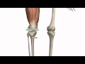 Thigh Anatomy and Muscle Functions