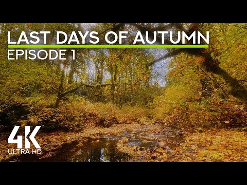 4K Autumn Forest ASMR - Birdsong & Calming Forest Stream Sounds for Focus & Work - Episode 1