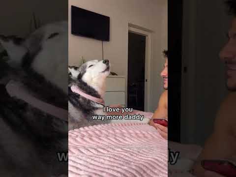 Arguing With My Husky & She Said She Loves Me MORE! 😂👀 #shorts #dogs