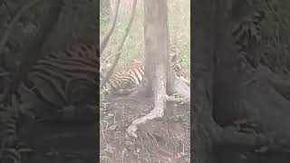 Pench Tiger Reserved Sillari Gate Maharashtra T-131 Kumari Female Tigress Sightings 🐾 🐯 🐅😍#chaava