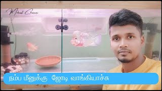 sump filter setup for our 6feet tank🤯|new female flower horn fish for breeding😍 #aquarium #fishtank