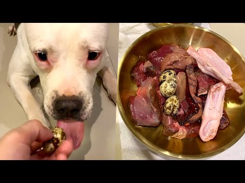 nomyen The Pit Bull eats🐂🥩🦆🥚RAW🇦🇺🦌VENISON combo[ASMR]MUKBANG #อาหารสุนัขที่ดีที่สุด EP.093 of 2024