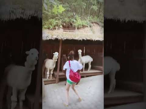 clip triệu view đỉnh cao của tiktok trung hoa(p353)#shorts