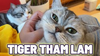 Mèo Tiger và Tiểu Khởi tuy Tham Lam nhưng lại rất Thông Minh 😂
