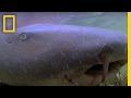 Nurse Shark Mating Behavior Insights