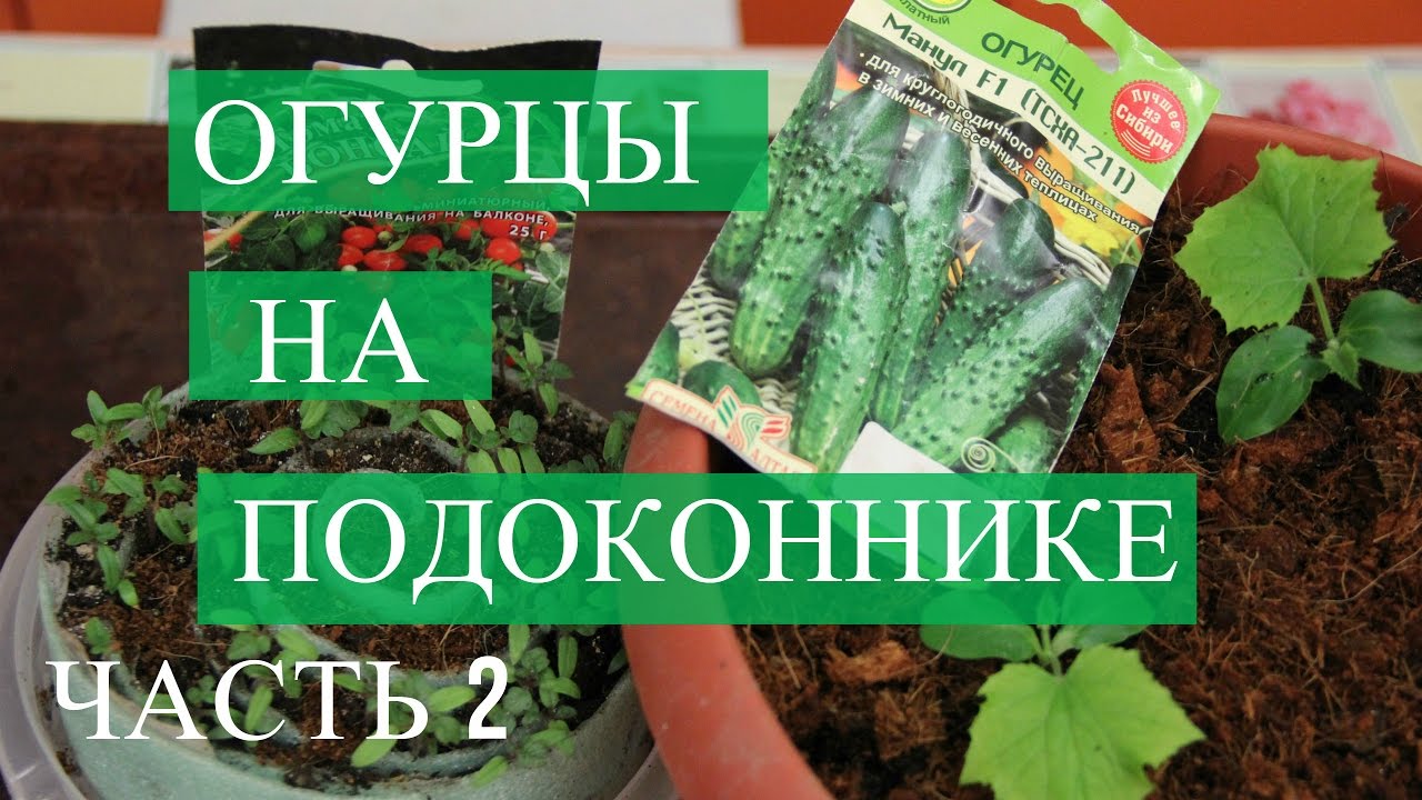 Огурцы на подоконнике. Часть 2. (03. 01. 2017)