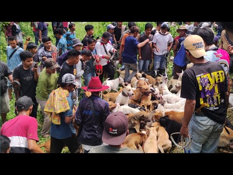 Heboh⁉️Detik Detik Keluarnya Penghuni Buruan Sumpur Batipuh Selatan, Sumbar