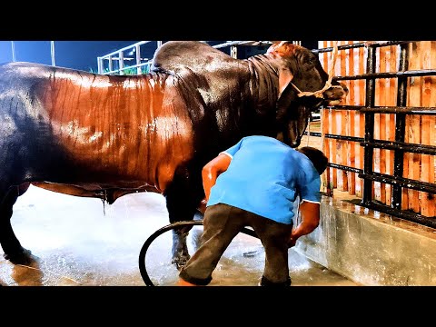 Sahiwal bull from Brownie's Ranch getting showered