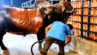 Sahiwal bull from Brownie's Ranch getting showered