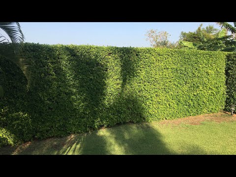 รั้วต้นไม้ไทรเกาหลีอัพเดทหลังตัดแต่งหนักkaisiamrut kai siamrut รั้วต้นไม้ไทรเกาหลีอัพเดทหลังตัดแต่งหนักkaisiamrut