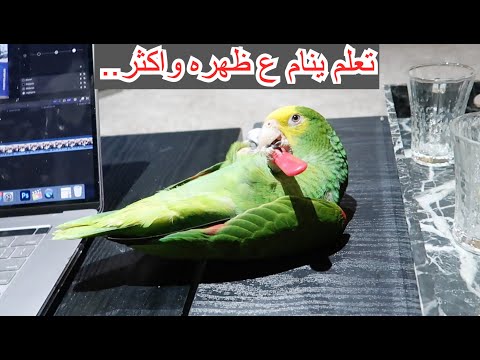 ميزو احترق بماي حار وجبتله هدية للسفر وتعلم اشياء جديدة..