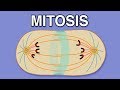 Exploring the Cell Cycle: Mitosis and Cytokinesis