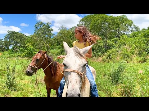 É ASSIM QUE PEGAMOS OS CAVALOS