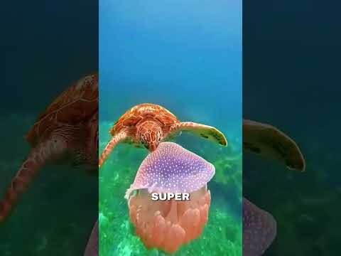 la fois où une tortue a mangé une méduse super rare ! #tortue #plongeesousmarin #meduse