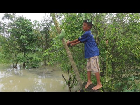 Mamet bocah manut sedang beraksi