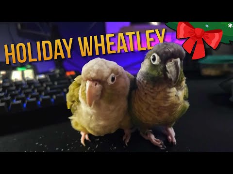 Holiday Wheatley (And Friend)